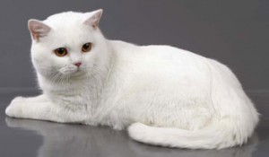 Белые британцы: фото британских белых котов, кошек, котят  